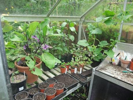 The Greenhouse Year – July 2012