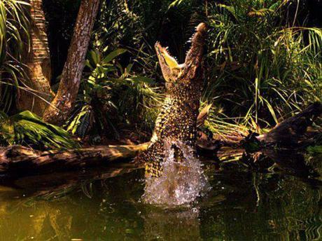 Cuban crocodiles are champion jumpers: image via kpbs.org