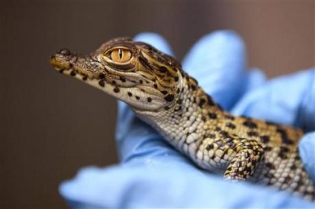 One of two Cuban Crocodiles born July 2012 at the Smithsonian National Zoo: AP Photo/Jacquelyn Martin via billingsgazette.com