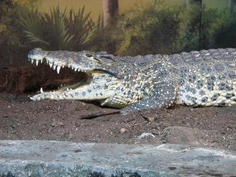 Adult Cuban crocodile: image via naturescrusaders.wordpress.com/