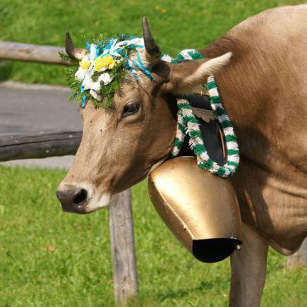 Cow With Traditional Bell (Photo by bohringer friedrich/Creative Commons via Wikimedia)
