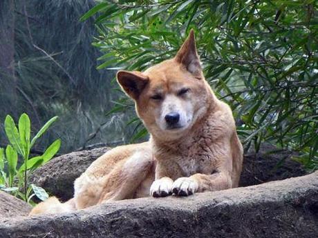 Dingo (Photo by SeanMack/Creative Commons via Wikimedia)