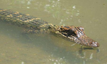 Juvenile Alligator (Public Domain Image)