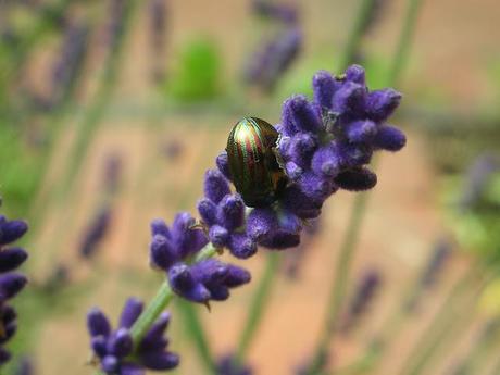 Rosemary beetle