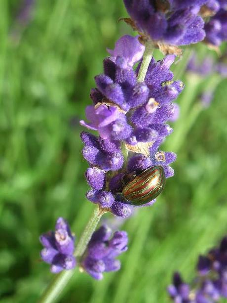 Rosemary beetle