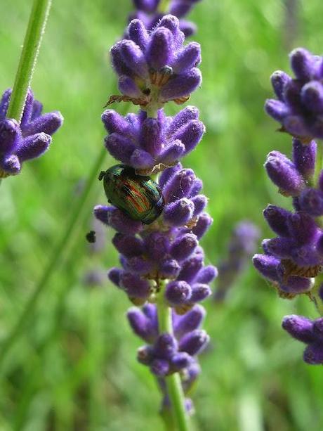 Rosemary beetle