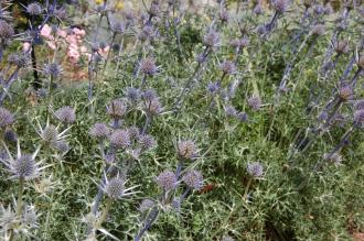 Eryngium bourgatii (30/06/2012, Kew Gardens, London)