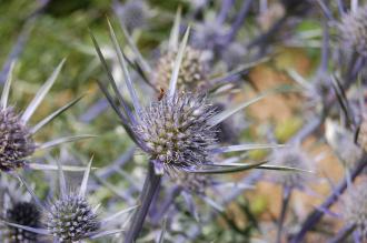 Eryngium bourgatii Flower (30/06/2012, Kew Gardens, London)