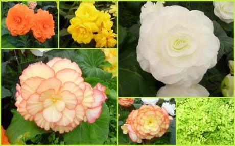 begonia display at Tatton Park Show