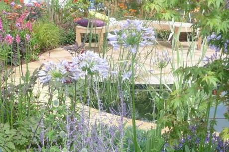 agapanthus in garden at tatton park