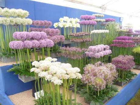 impressive display of range of aliums