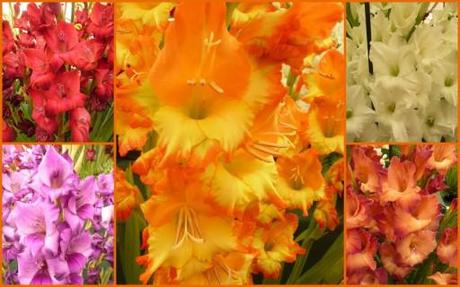 gladioli on display in the floral marquee at Tatton Park