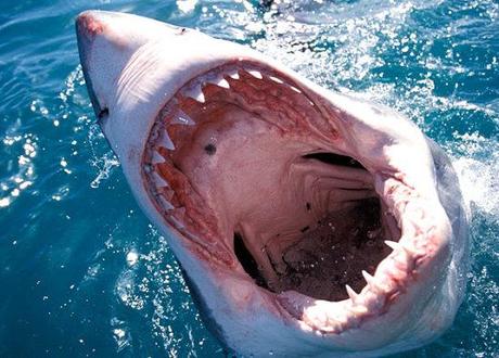 Great White Shark off the coast of South Africa: image via dsc.discovery.com