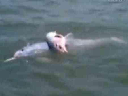 Mother Dolphin and Dead Baby (You Tube Image)