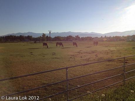 Field along race course