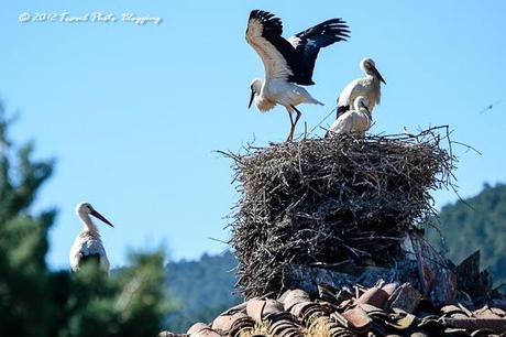 Storks of El Espinar