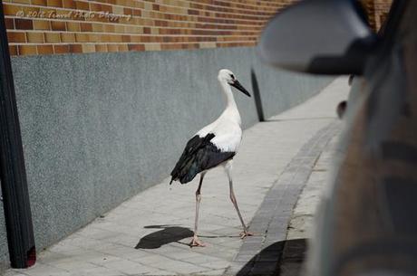 Storks of El Espinar