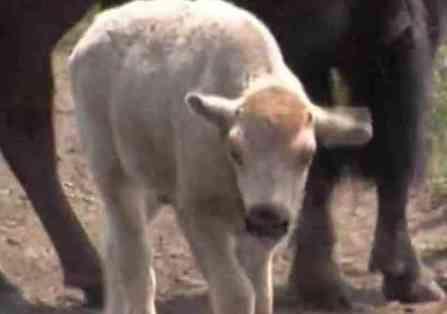 White Bison in Connecticut (You Tube Image)