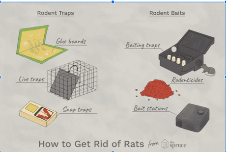 How to Get Rid of Rats from Home? Easy and Effective Tips