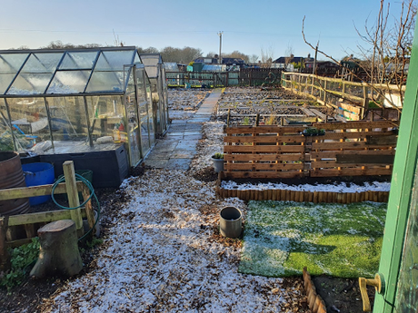 Christmas continues down the allotment, with added snow.