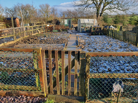 Christmas continues down the allotment, with added snow.