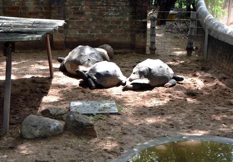 giant Aldabra tortoise goes missing !!