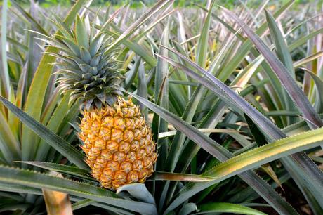 Pineapple – Medicinal Benefits
