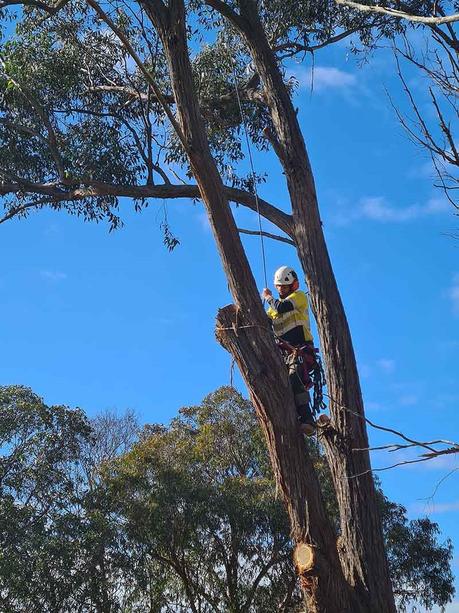 Professional Tree Pruning – Why It Matters