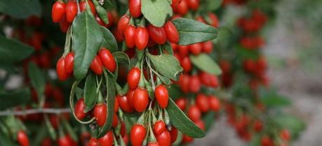 Goji Berries: Origin, Nutrition, Health Benefits and Side-Effects