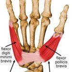 CMC Joint Anatomy and the Sources of CMC Joint Pain: A Must Read Summary