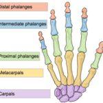 CMC Joint Anatomy and the Sources of CMC Joint Pain: A Must Read Summary