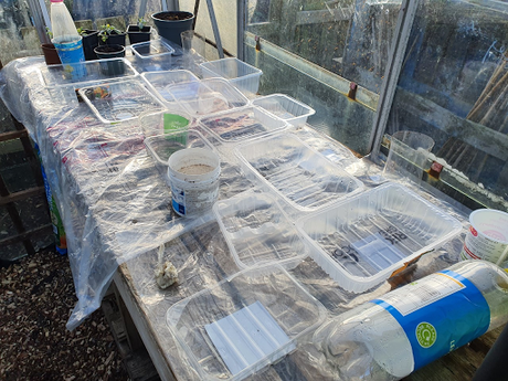 Day 36 - potting on and turning the compost