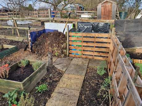 Day 36 - potting on and turning the compost