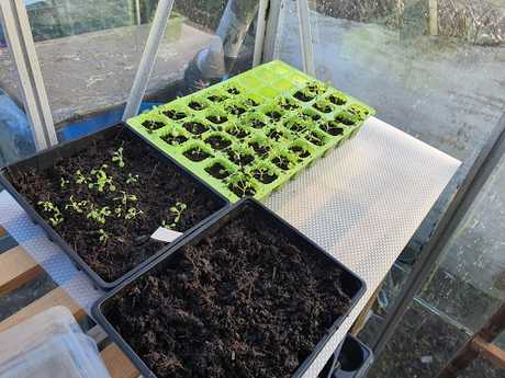 Day 36 - potting on and turning the compost