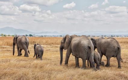 Elephants walking in a row in Mikumi National park, Tanzania, Africa