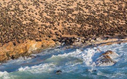 Atlantic ocean sea lion colony at the Namibian Skeleton coast
