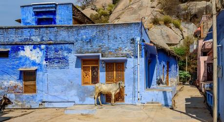Enchanting Travels North India Tours A Street Cow on the Street in front of a Blue Building in the Town of Narlai