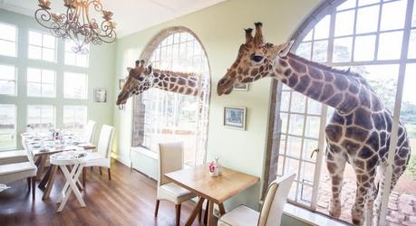 Two giraffes through the window best places to visit in 2019