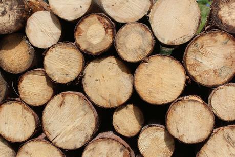 A Beginner’s Guide To Firewood: All You Need To Know