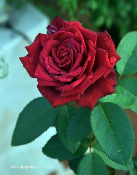 Red Rose .... ... and wars for England throne !!