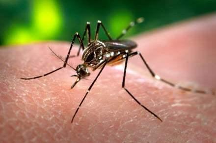 Temporary Gene Editing Could Help Solve The Mosquito Problem