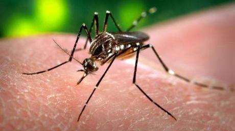 Temporary Gene Editing Could Help Solve The Mosquito Problem
