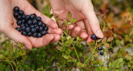 Bilberry: Origin, Ultimate Nutrition, Dosage, Interaction, Health Benefits and Side-Effects