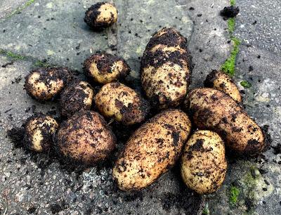 The Veg Diaries - fresh potatoes for Christmas and the New Year