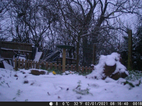 Snow down Our Allotment