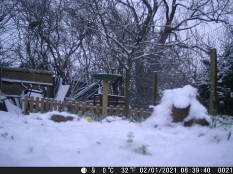 Snow down Our Allotment