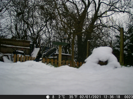 Snow down Our Allotment