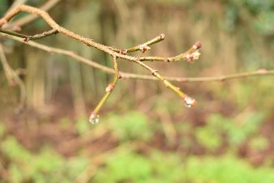 Tree following January 2021