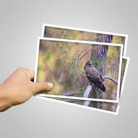 4X6 Photo Prints