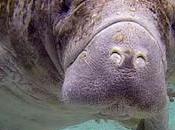 Florida Manatee ‘TRUMP’ Etched into Side; Officials Seek Information
